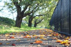 画像　北緑地公園の桜並木道の落ち葉 