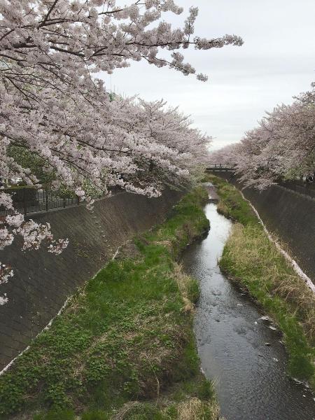 画像　三沢川と桜