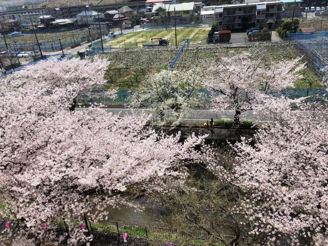 桜の花と梨の花の『じゅうたん』（平成30年4月10日更新） 