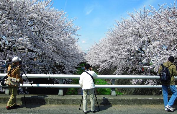 画像　三沢川の満開の桜を撮る人たちの様子