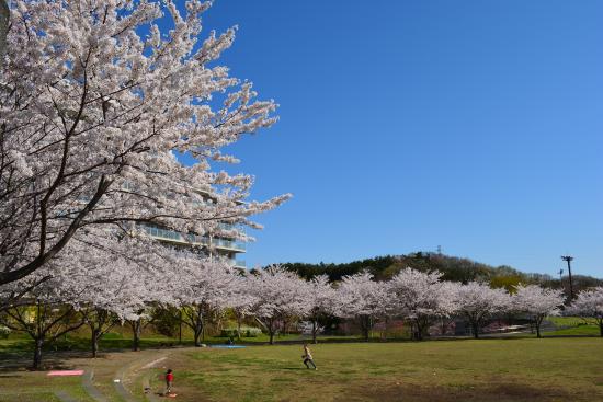 画像　若葉台公園の桜の様子