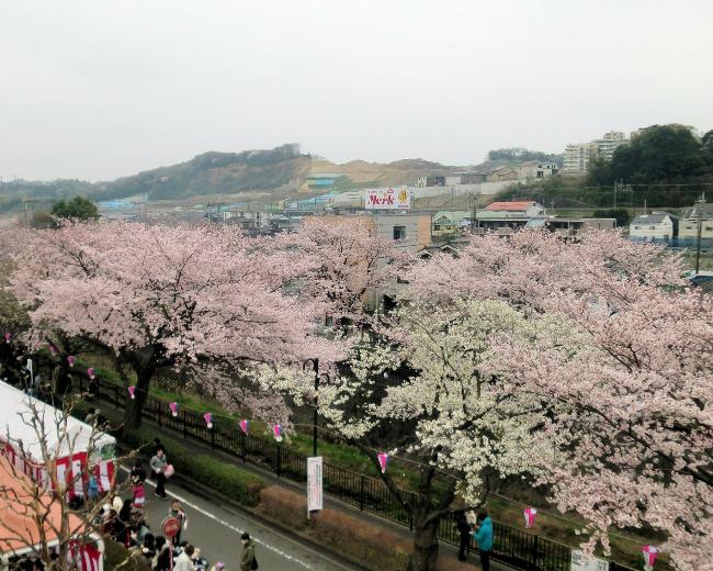 画像　いなぎの三沢川桜と南山