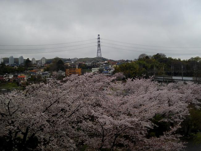 画像　稲城の桜