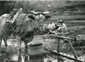 牛を使った農作業（昭和30年代撮影・鍋島よし子氏提供）