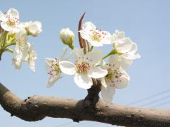 梨の花の画像