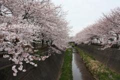 三沢川の桜並木の画像