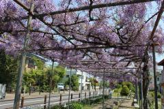 写真:藤棚