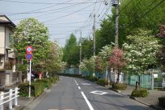 写真:四中通りのハナミズキ