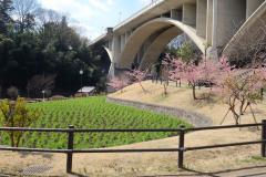 写真:上谷戸大橋と上谷戸親水公園