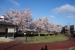 写真:三沢川親水公園と桜