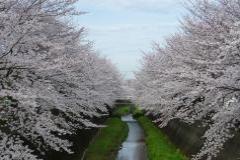 写真:三沢川さくら通り1
