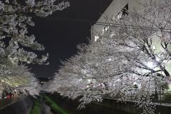 写真:三沢川さくら通り2