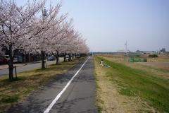 写真:多摩川桜堤