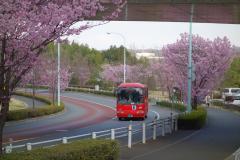 写真:尾根幹線道路沿いの陽光桜