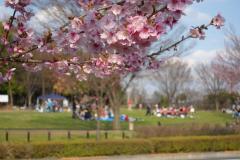 写真:陽光桜