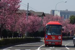 写真:尾根幹線道路の陽光桜