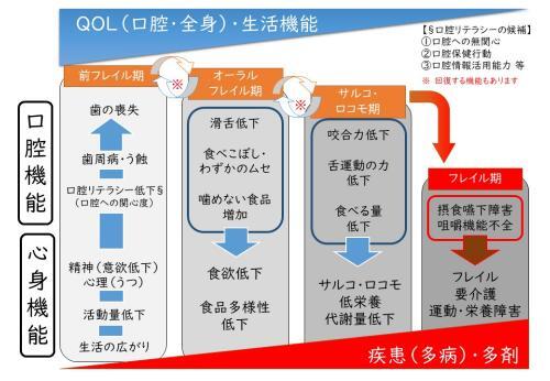 イラスト：口腔機能と心身機能の関係