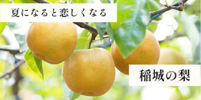 夏になると恋しくなる稲城の梨