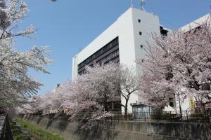 写真:三沢川の桜と市役所庁舎