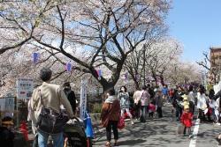 写真：桜・梨の花まつりの様子