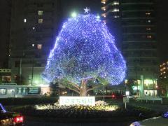 写真:稲城駅南側ロータリーのクスノキ