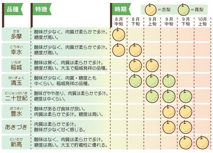 イラスト：品種、特徴、時期
