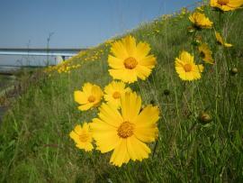 写真：オオキンケイギクの花