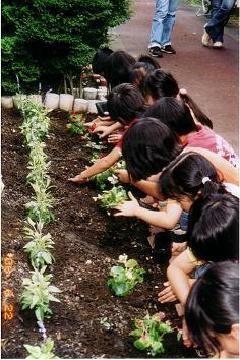 写真:苗を植える様子