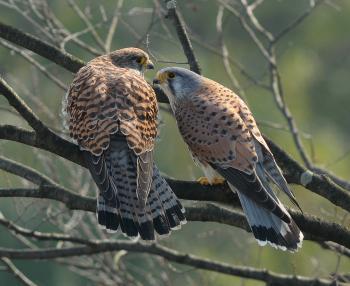 写真：市の鳥「チョウゲンボウ」1