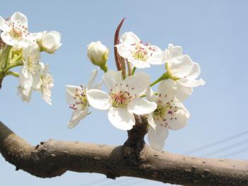 写真：市の花「梨」