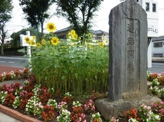 写真:ひまわり