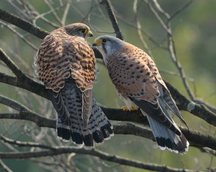 写真：チョウゲンボウの夫婦