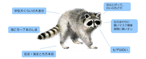 アライグマの特徴