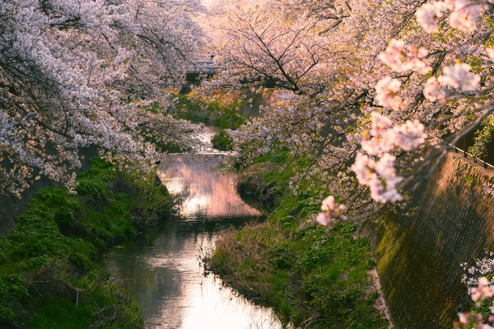 三泽川樱花回廊的樱花