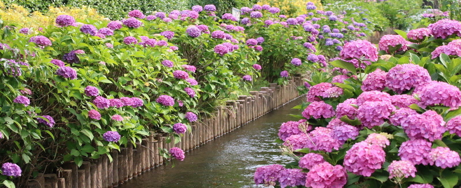 Photo: Hydrangeas of Omaru Irrigation Channel