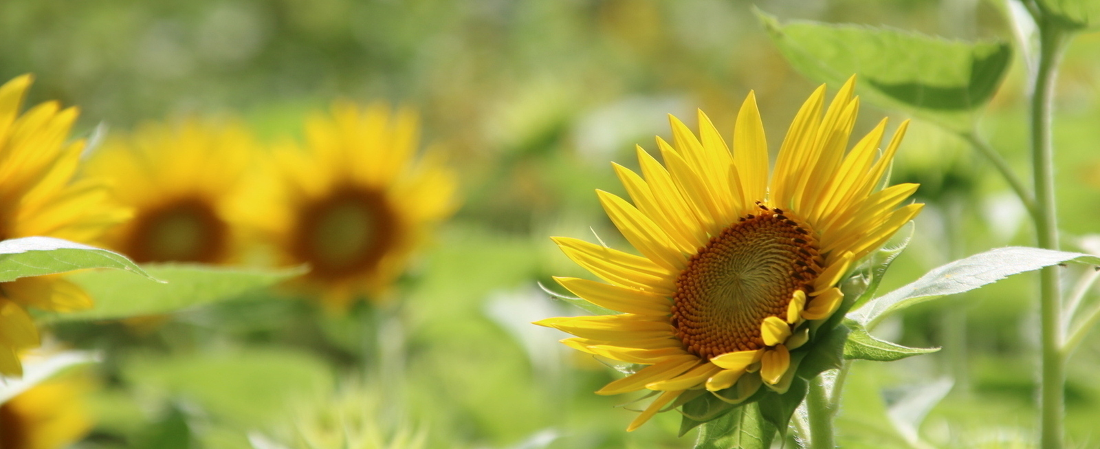 Photo: Sunflower
