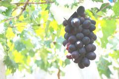Photo: Takao Grapes