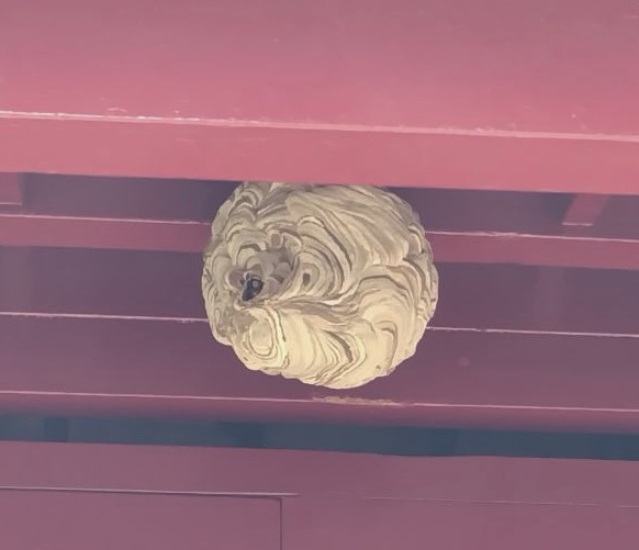 Hornet's nest