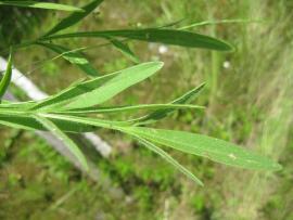Photo: Leaves of the Orange Hawkweed