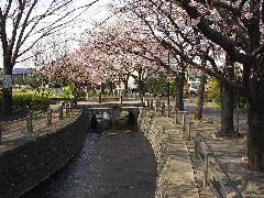 Photo: Cherry Blossom Avenue