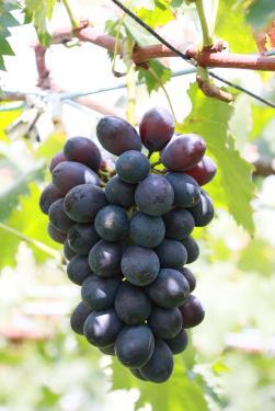 Photo: Grapes