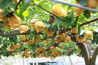 Photo: Ripe Pear 1