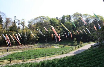 Photo: Koinobori