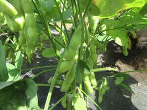 Photo: Edamame
