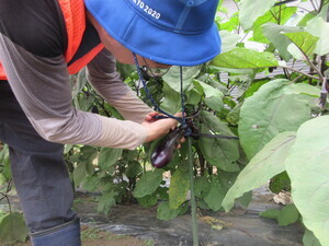 Photo: Eggplant 2
