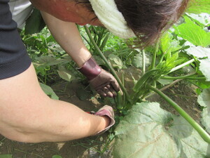 Photo: Okra