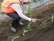 Planting 1