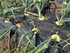 Harvest 2