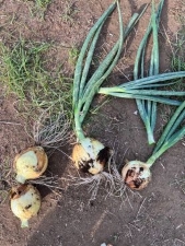 Harvest 1