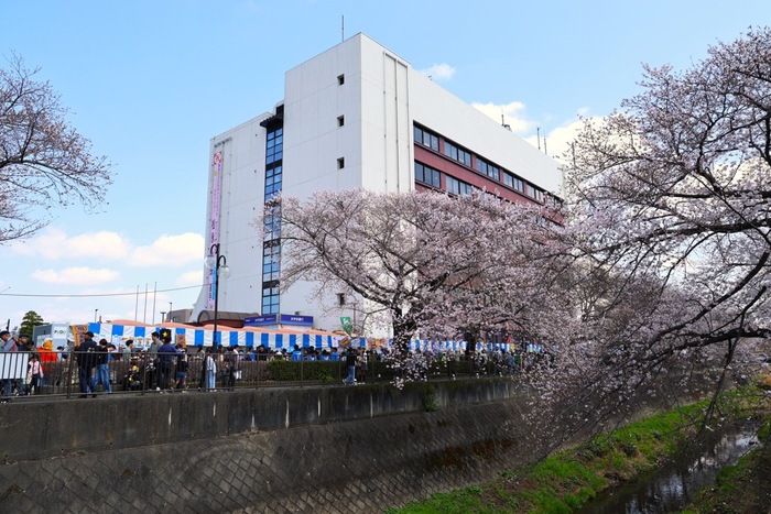 Scenes from the 16th Misawa River Cherry Blossom and Pear Flower Festival